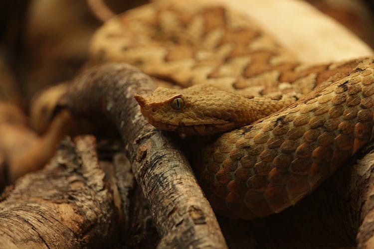 Fearful Poisonous Snake On Tree Trunk In Terrarium