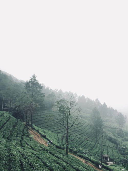 增長, 天性, 山 的 免費圖庫相片