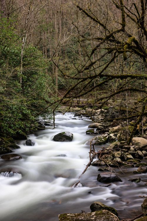Free Tranquil stream flows through lush Tennessee forest. Perfect for nature or travel themes. Stock Photo