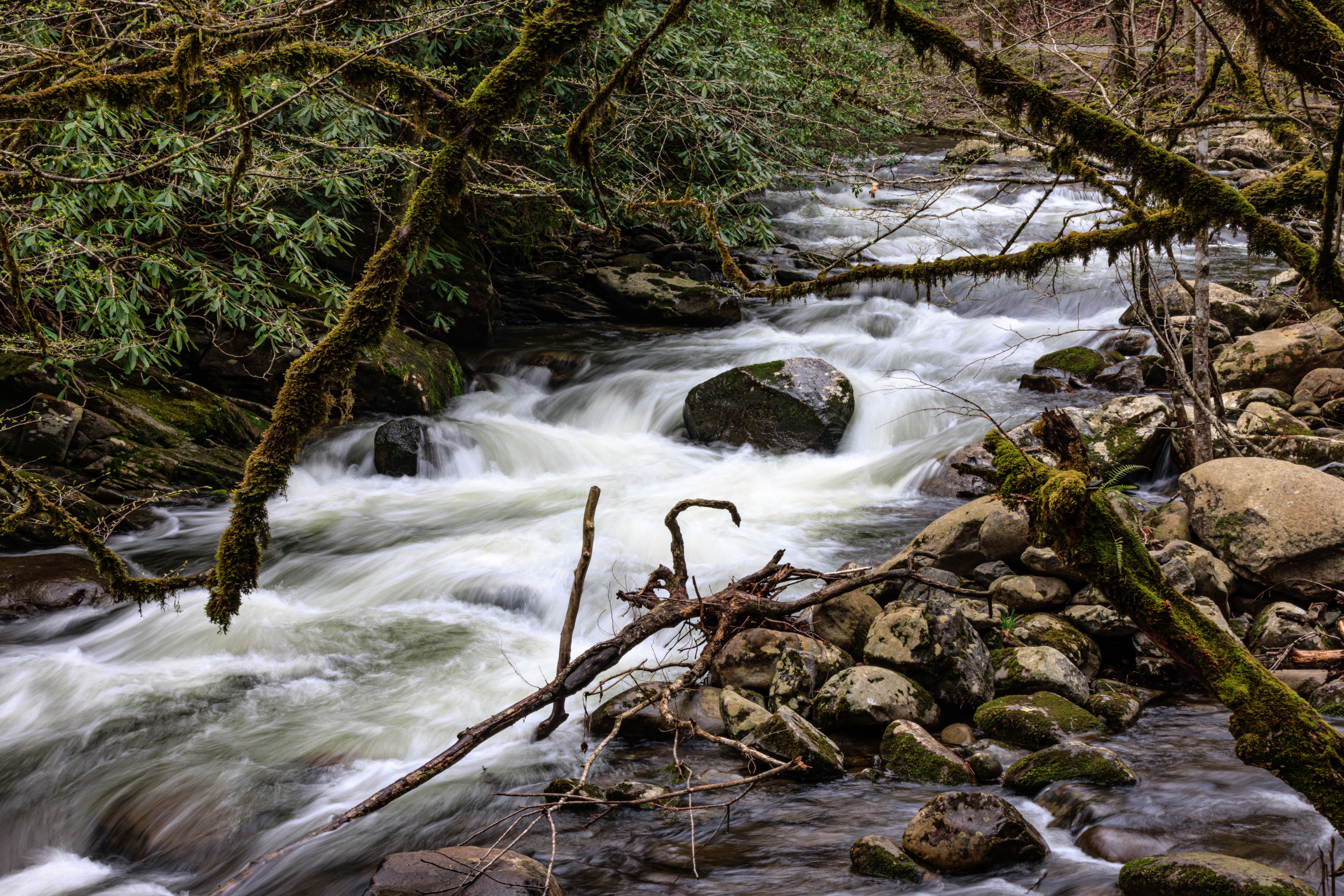 Serene Forest Stream Flowing Through Rocky Terrain · Free Stock Photo