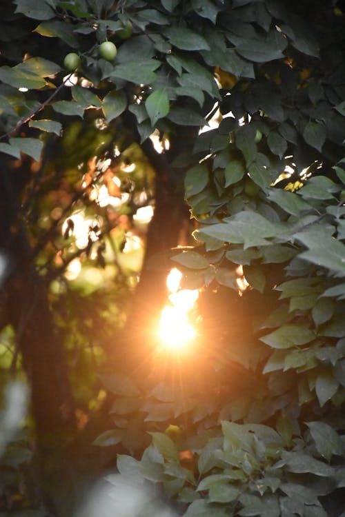 Kostnadsfri bild av gren, löv, solljus