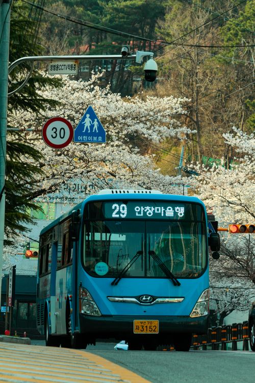Free A blue bus on a Busan street surrounded by cherry blossoms and traffic signs, creating a vibrant spring scene. Stock Photo