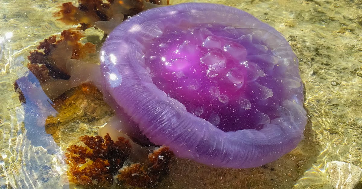 Free stock photo of deep ocean, jellyfish, oceanshore
