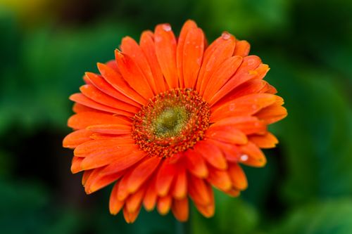 Free Close-up photo of a vibrant orange Gerbera daisy with a blurred green background. Stock Photo