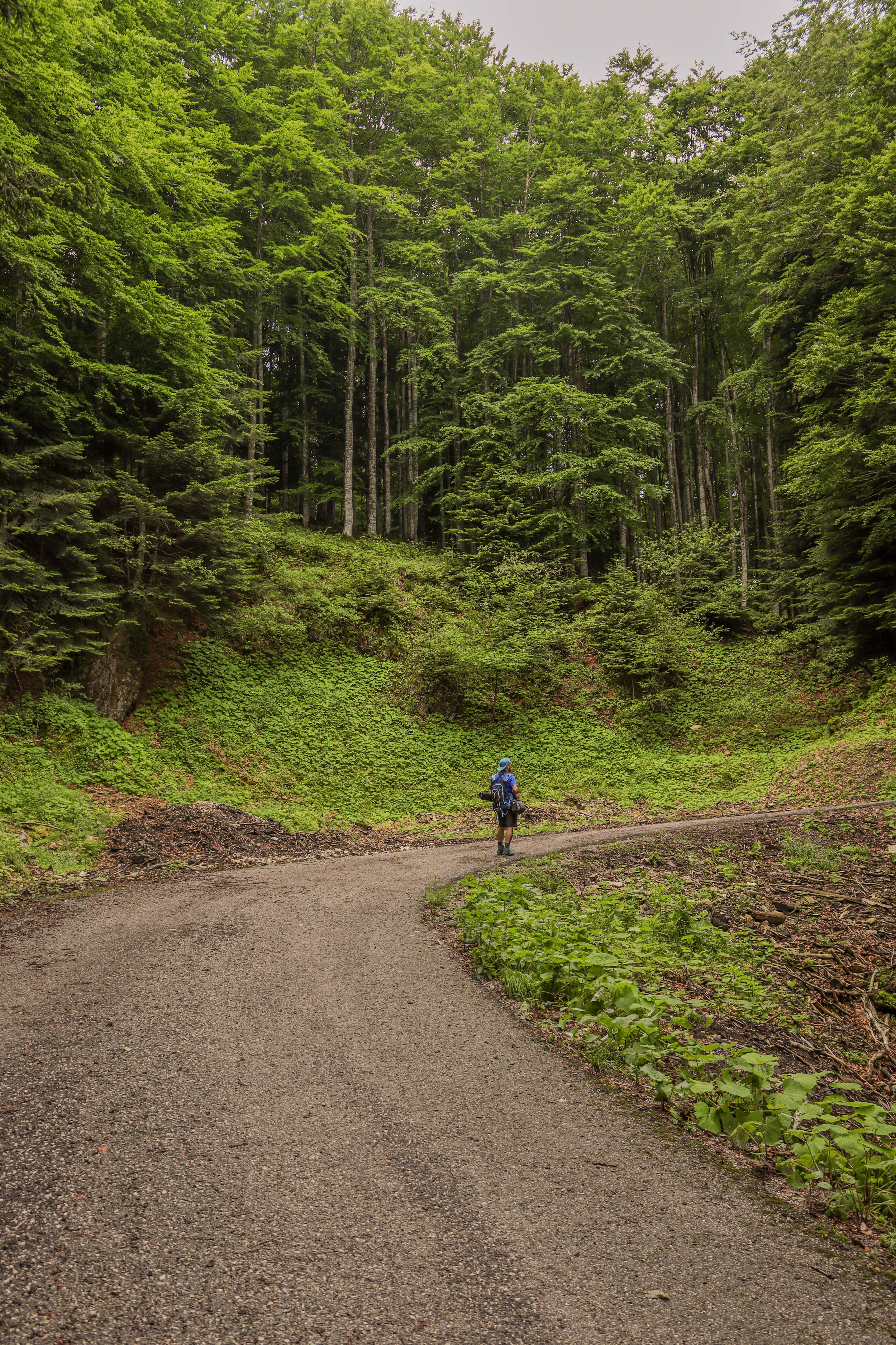 Hiker Exploring Serene Forest Trail · Free Stock Photo