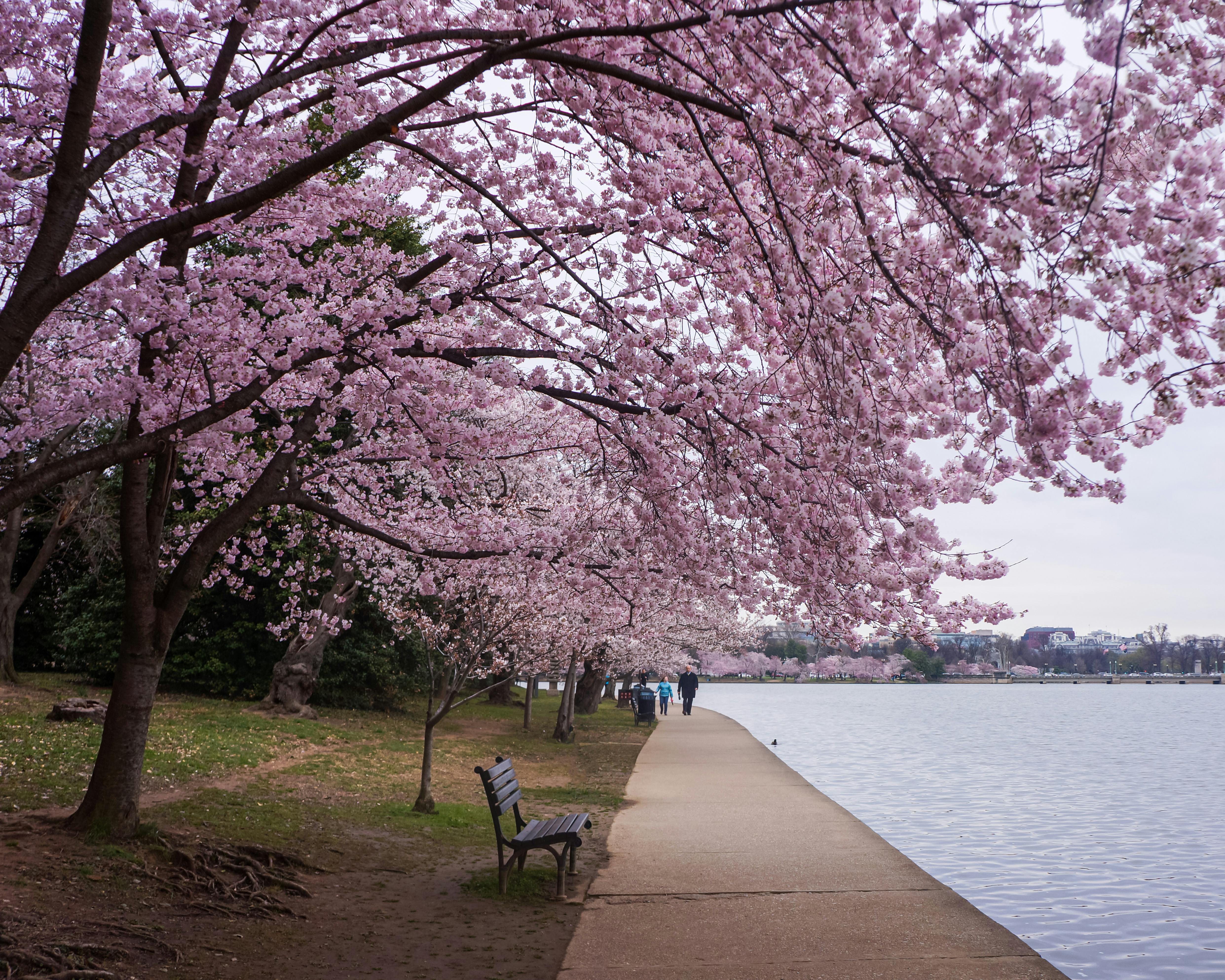 Beautiful cherry blossoms bloom along the Washington D.C. Tidal Basin, creating a stunning spring scene.