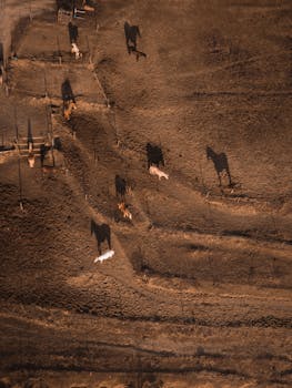 Aerial shot capturing horses grazing in a rural landscape, casting long shadows.