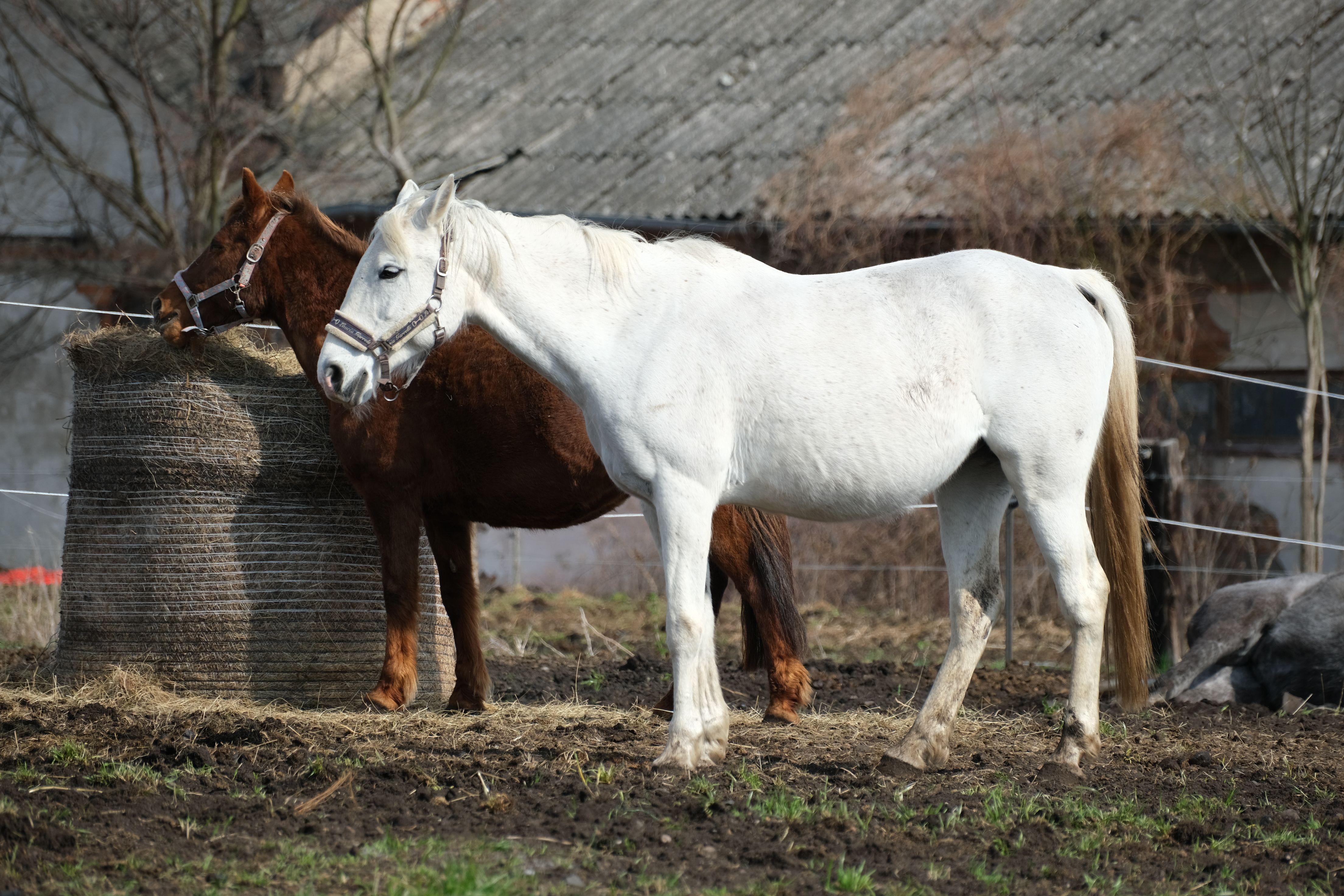 Two horses standing near hay bales in a rural farm environment. The setting evokes a peaceful countryside scene.