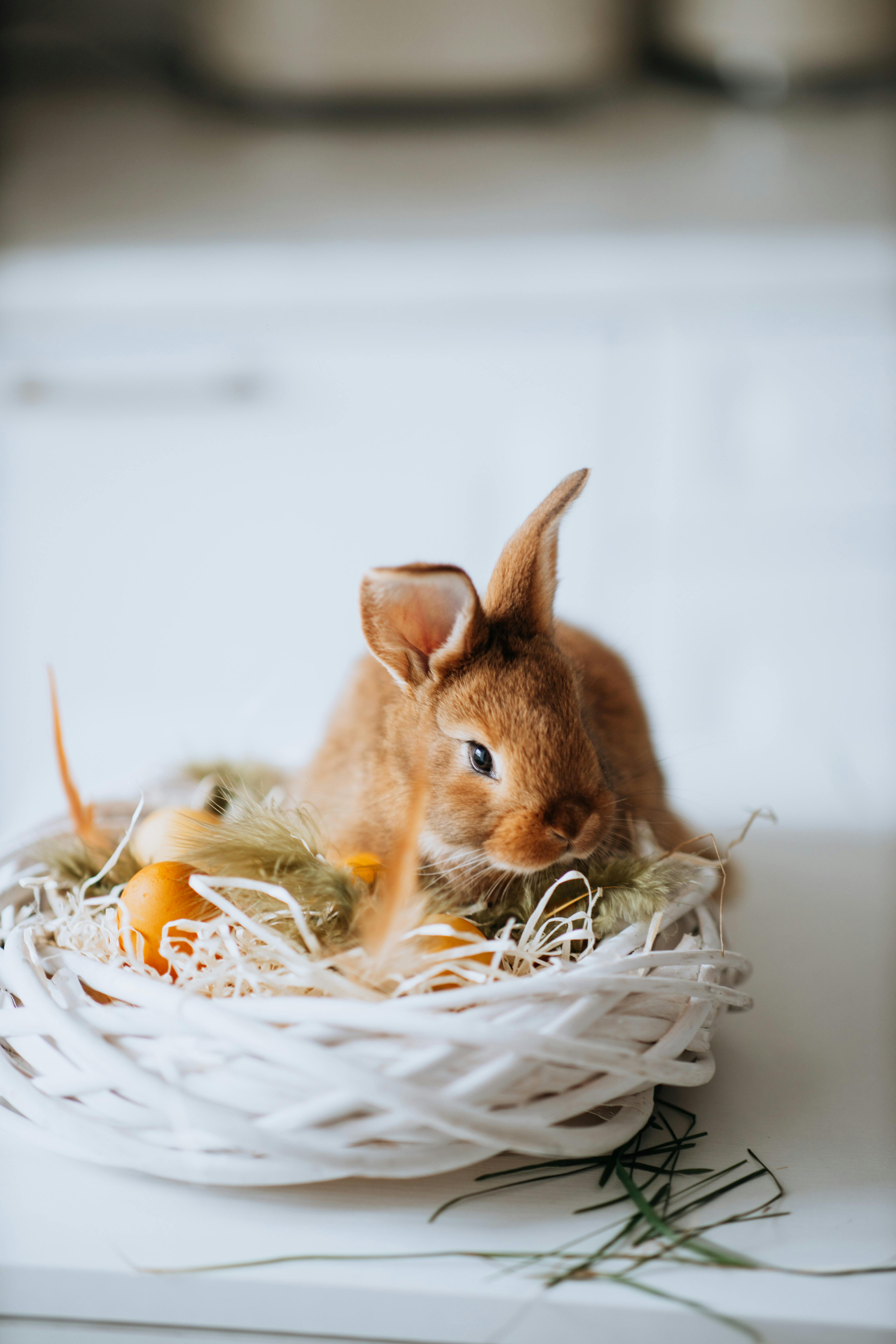 Adorable brown bunny nestled in a white wicker basket with Easter decorations.