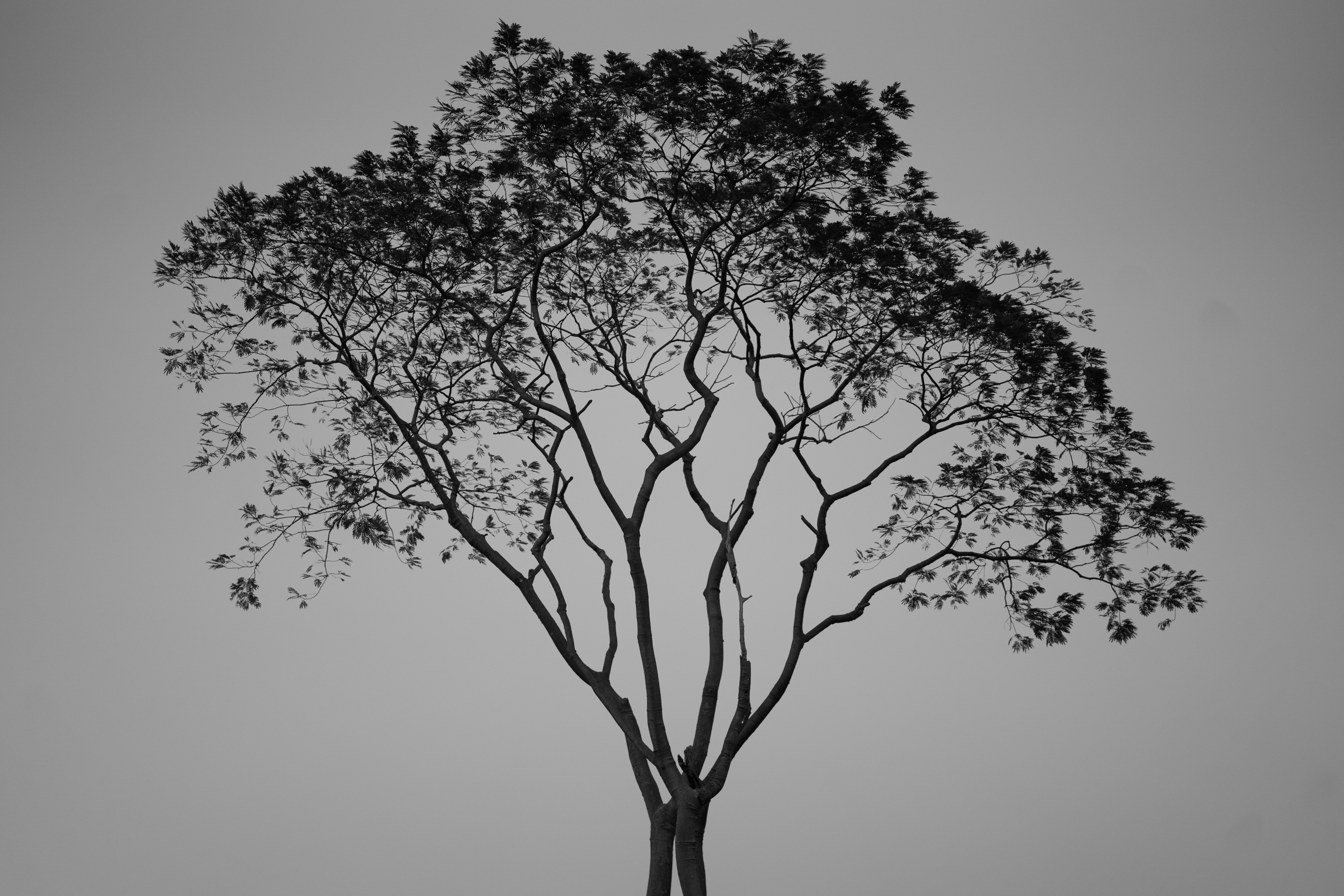 unitree