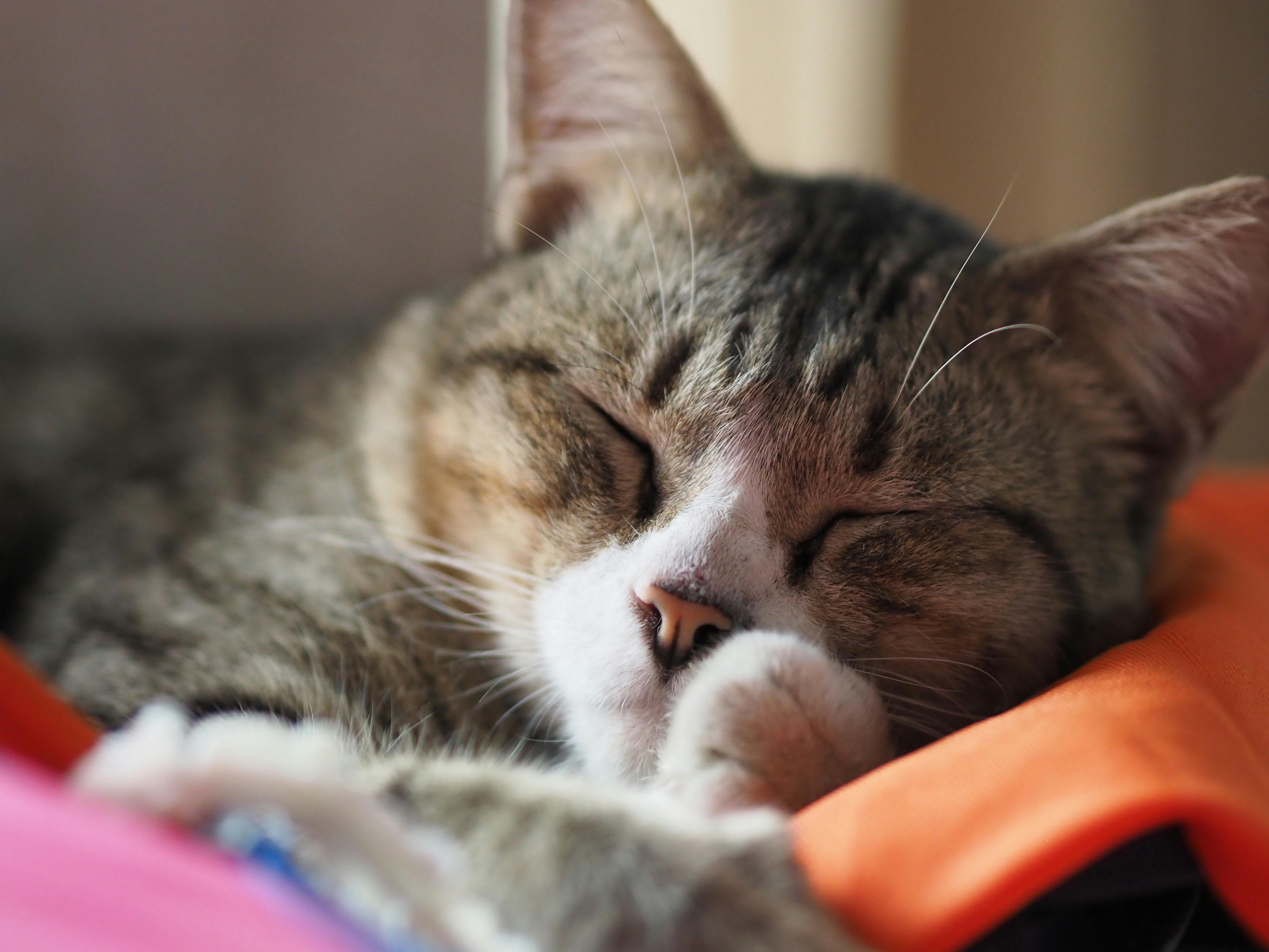 Repos félin