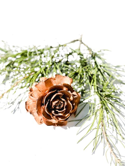 Free Artistic composition of a pine cone with green branches on a white background. Stock Photo