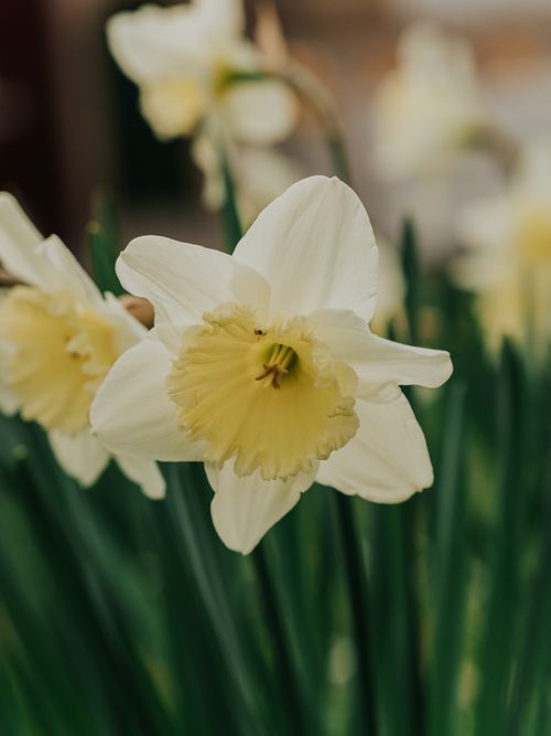 Free Detailed macro shot of white narcissus flowers in bloom, highlighting their beauty and elegance. Stock Photo