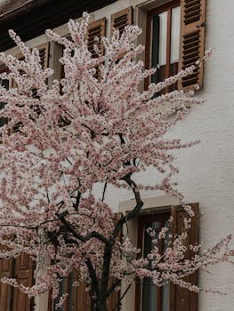 Beautiful cherry blossom tree in full bloom against a quaint house with wooden shutters.