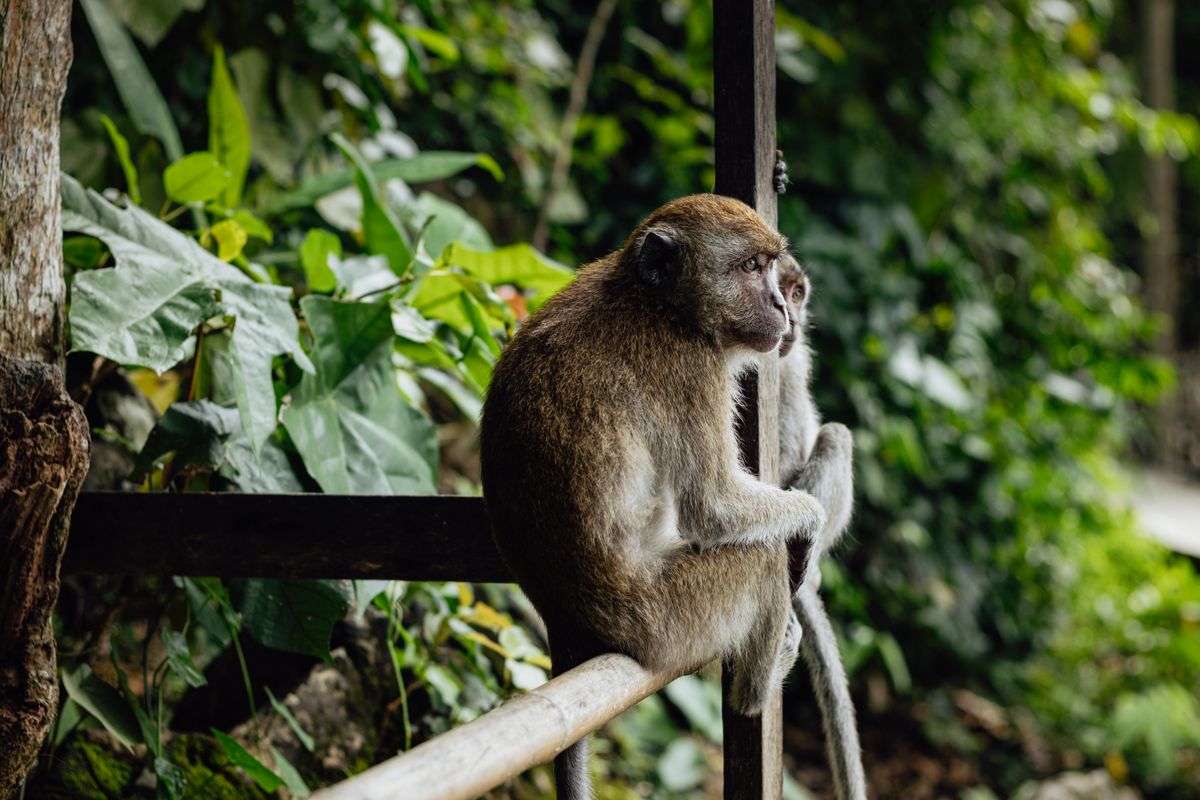 Monkey Thinking Photos Download The Best Free Monkey Thinking Stock