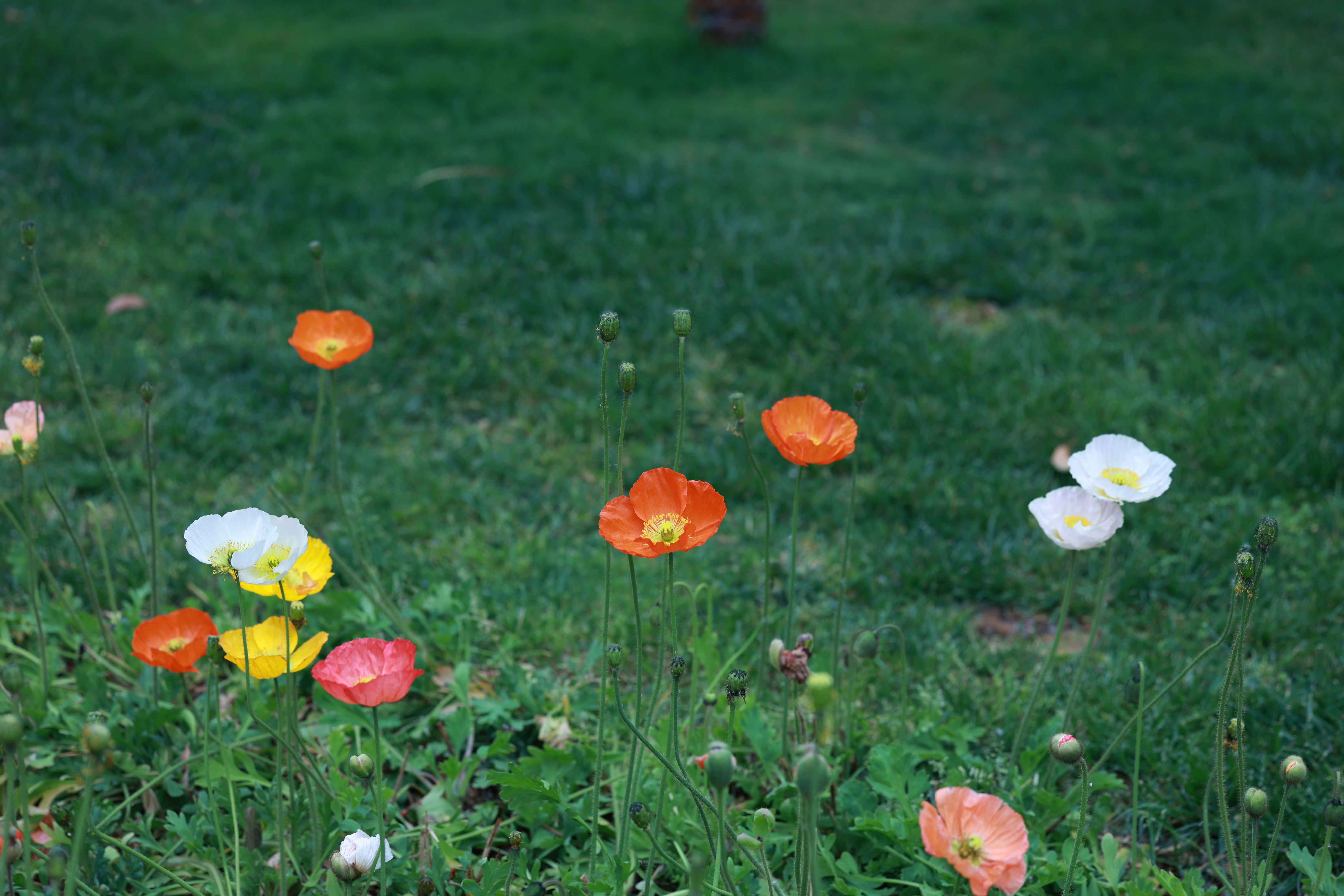 Spring garden bursting with colorful flowers - spring clean up landscaping