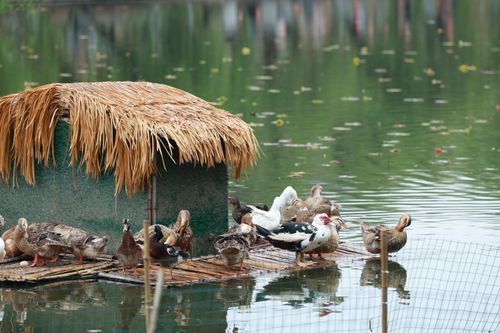 Free Ducks resting on a bamboo platform on a serene lake, natural setting. Stock Photo