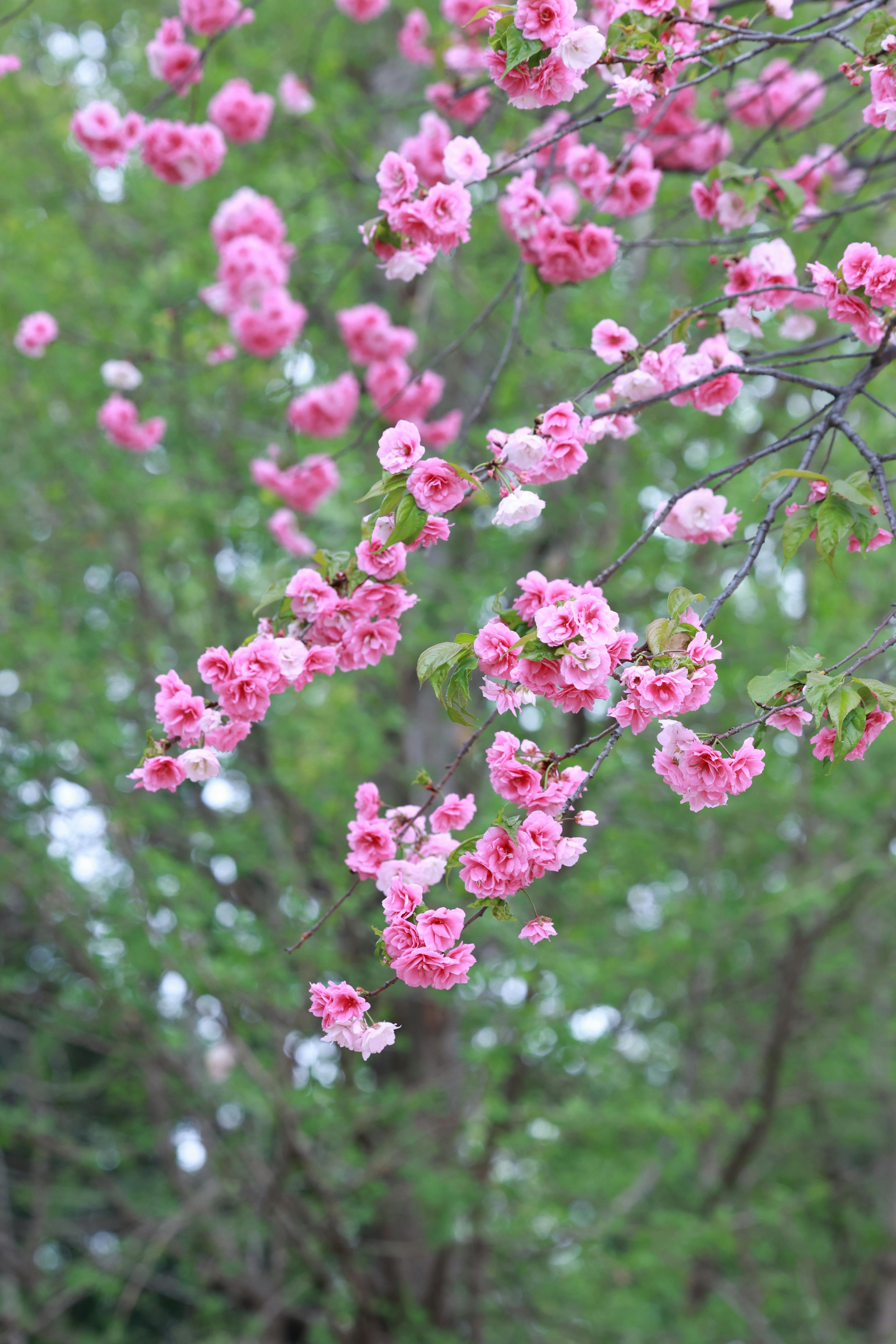 A Cherry Blossom Tree Near a Green Tree · Free Stock Photo