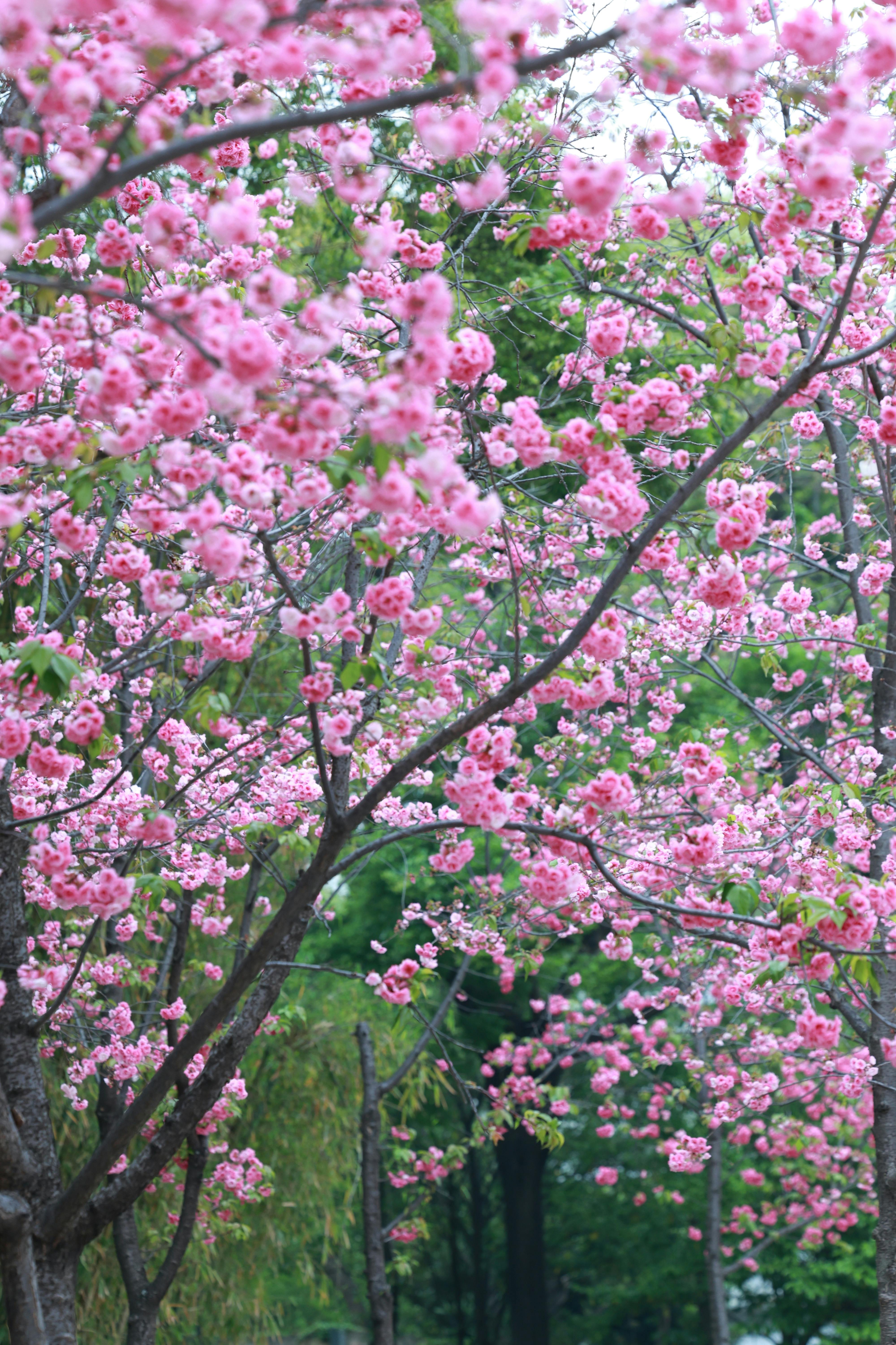 Beautiful cherry blossom trees in full bloom during spring.