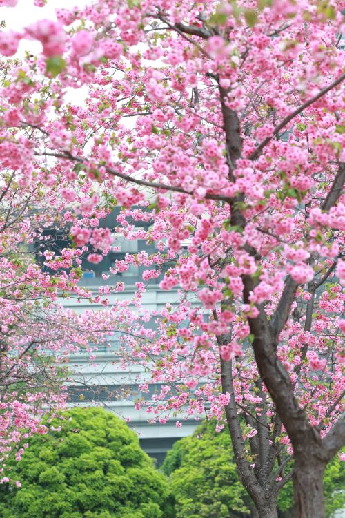 Free Beautiful cherry blossoms in full bloom, a symbol of spring's renewal and beauty. Stock Photo