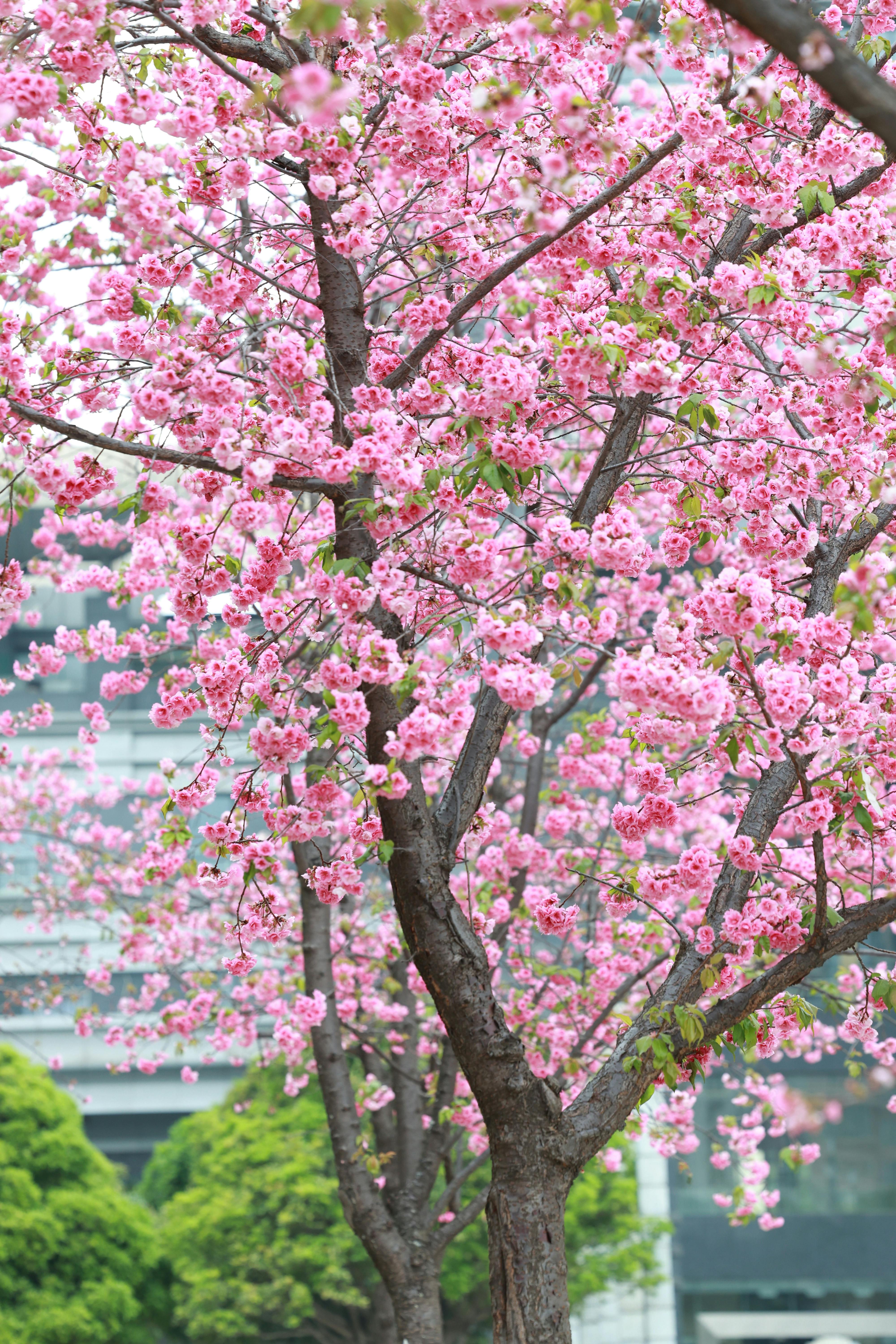 Beautiful pink cherry blossoms in full bloom, capturing the essence of spring outdoors.