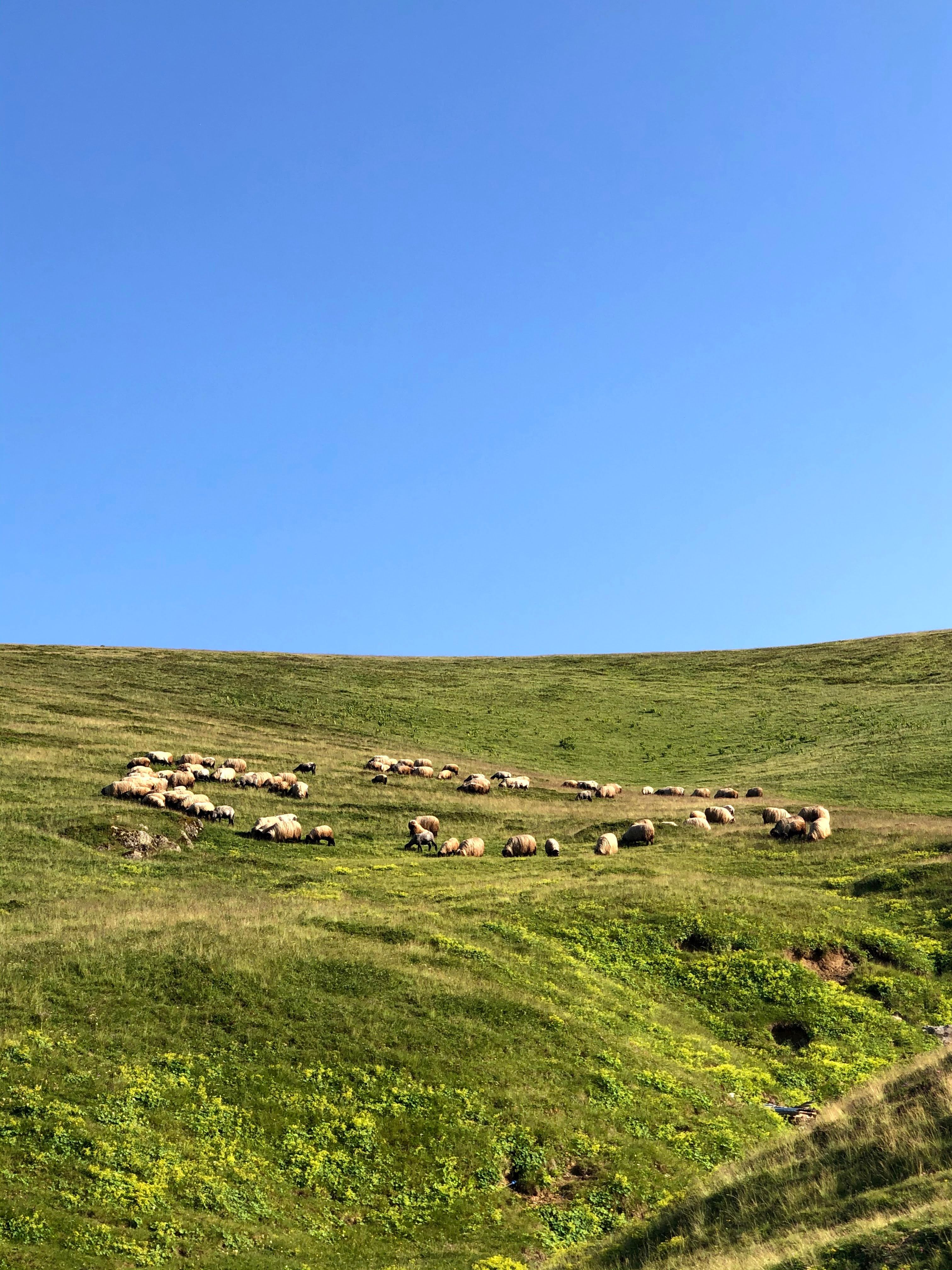 Photo of Shepherd Walking His Flock of Sheep in Grass Field Next to a ...