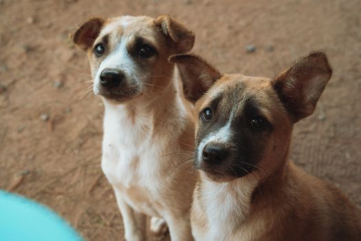 Adorable puppies sitting on sandy ground in Vietnam, perfect for pet lovers.