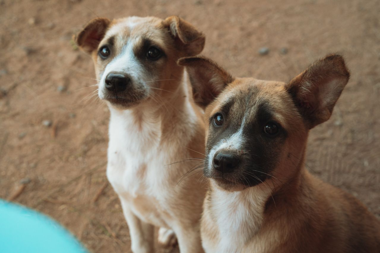 adorable puppies sitting on sandy ground in vietnam perfect for pet lo