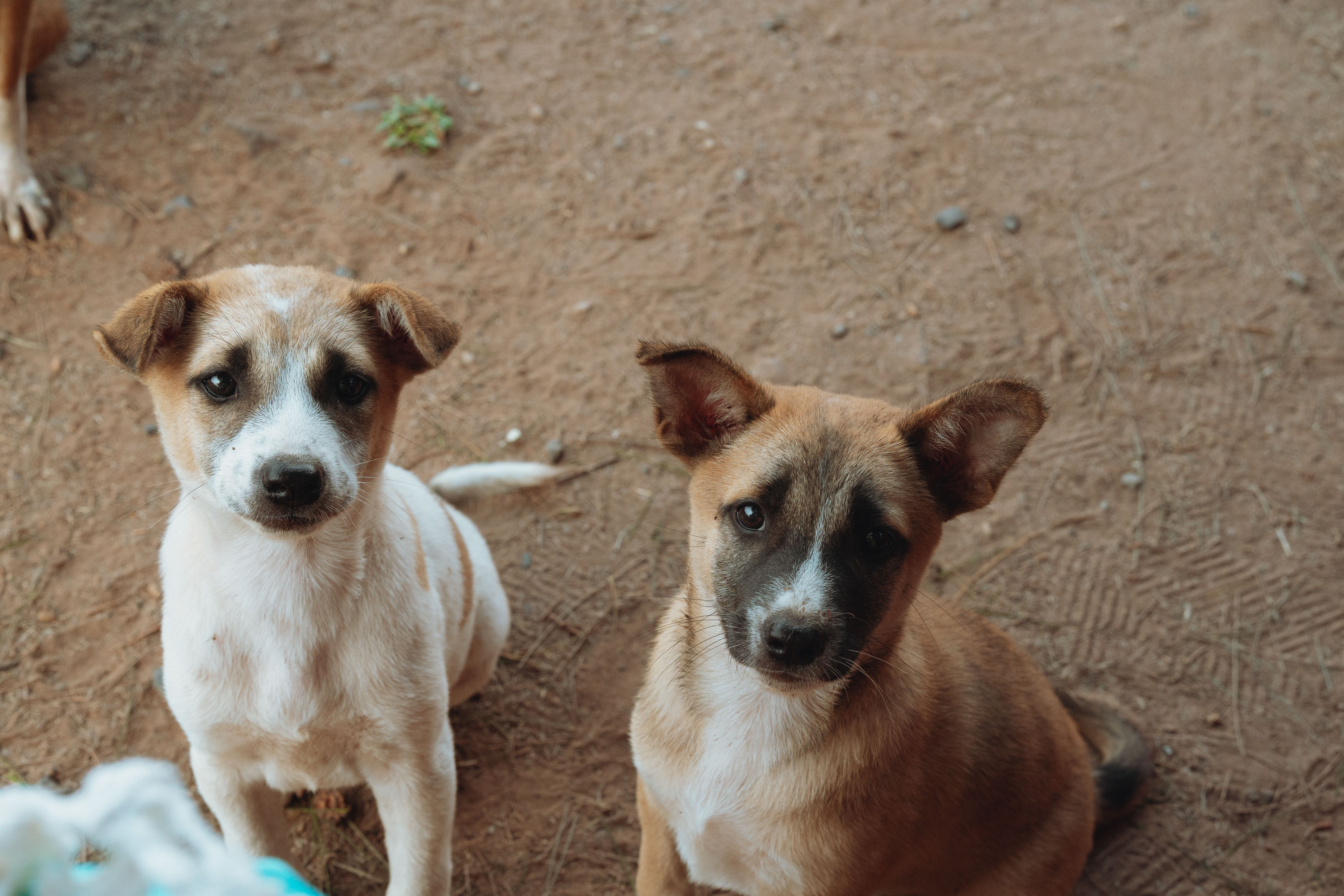 Overcrowded animal shelters seek relief as pet owners grapple with higher costs and veterinary medicine changes pet care — Ph