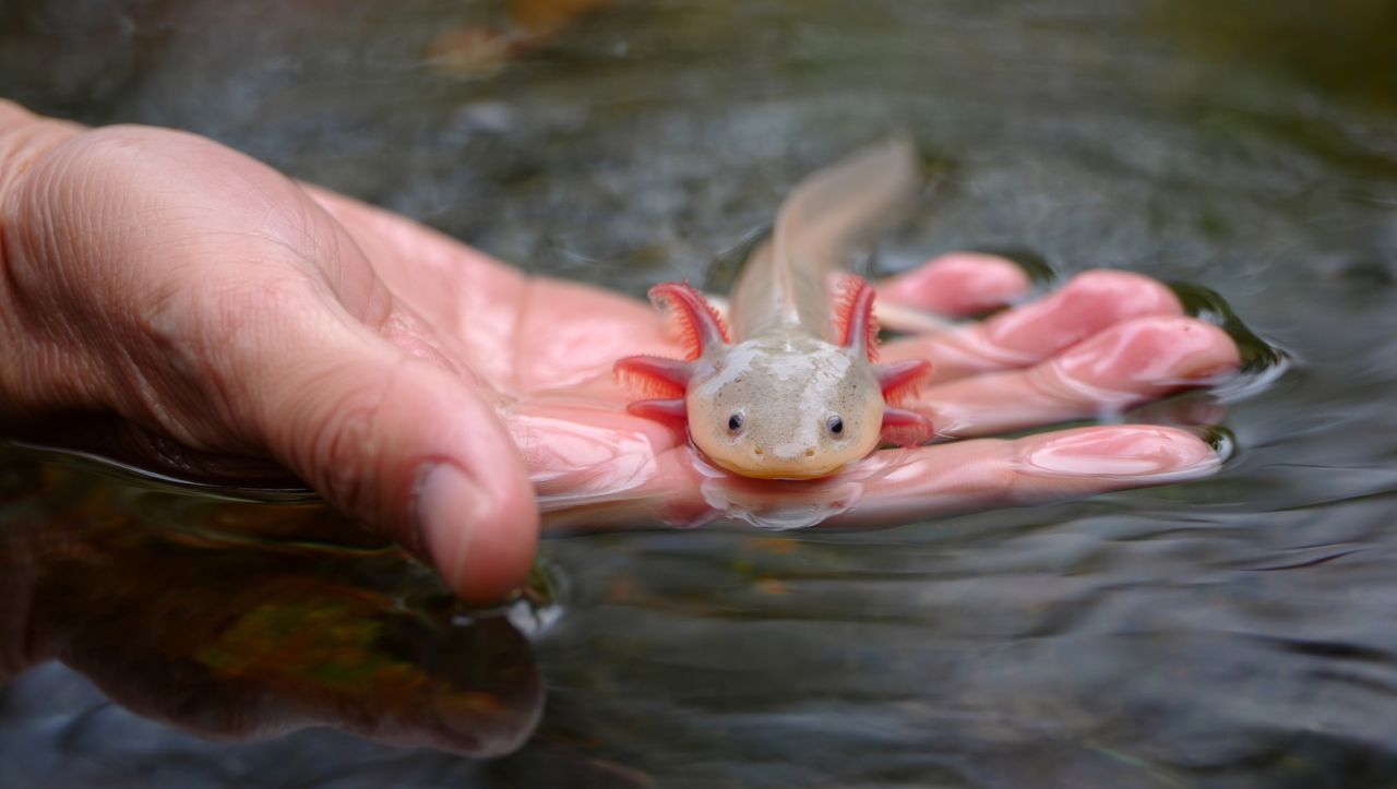 a close up view of a hand holding an axolotl in clear water showcasing