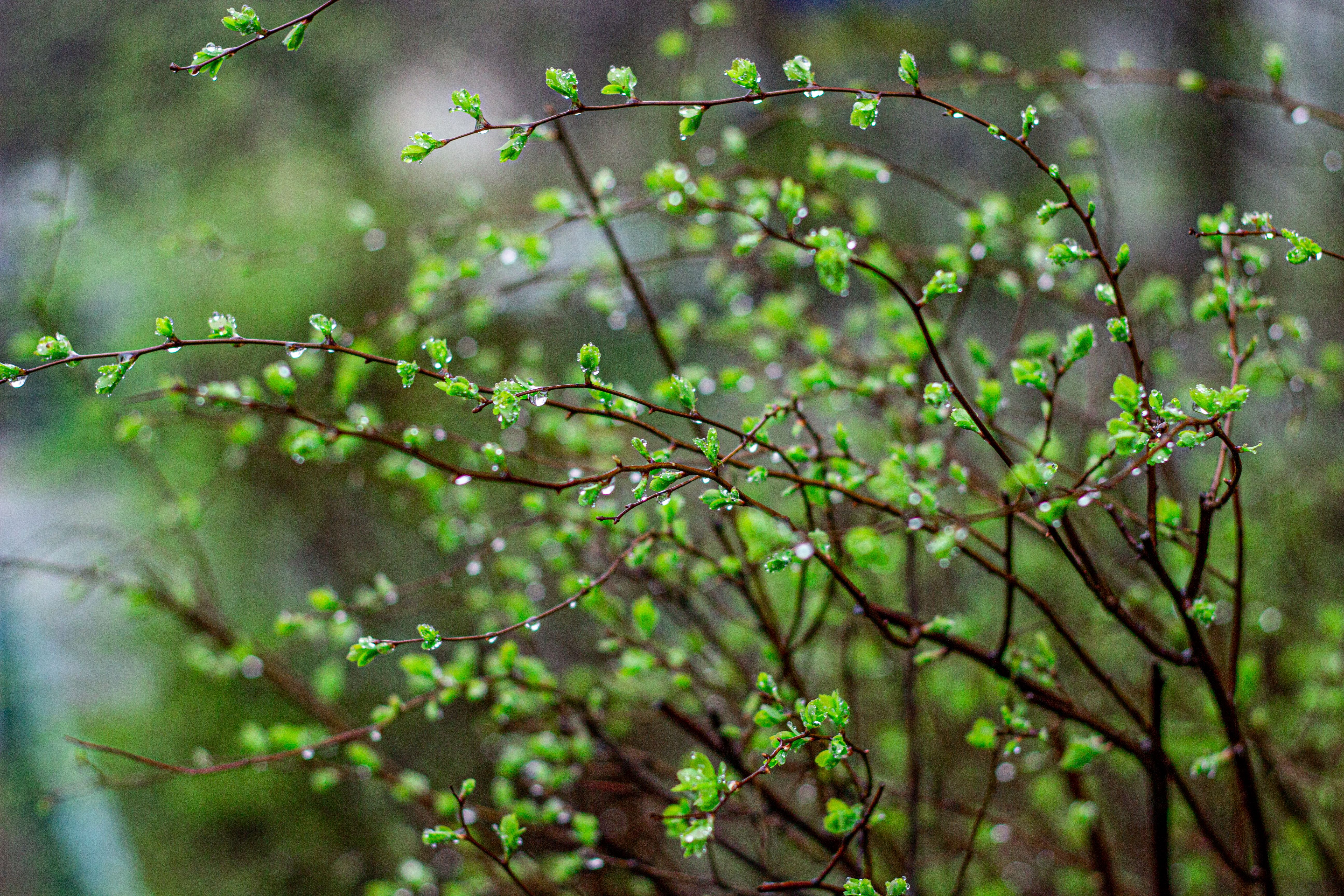 Green garden