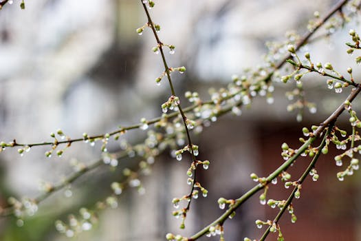 Fresh spring buds on a tree branch glisten with raindrops, symbolizing new beginnings.