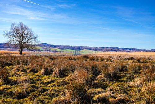 Free A solitary tree stands in a vibrant grassy field in Jonkoping County, Sweden under a clear blue sky. Stock Photo