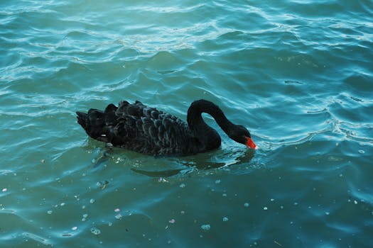 Black swan swimming elegantly in tranquil blue water, showcasing natural beauty and serenity.
