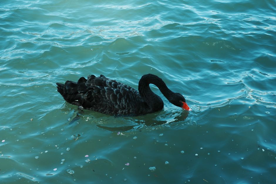 Black swan swimming elegantly in tranquil blue water, showcasing natural beauty and serenity.