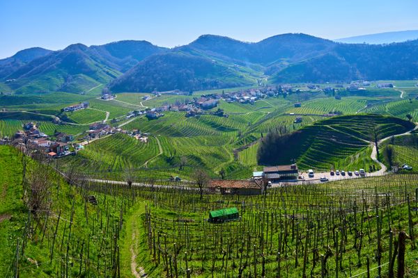 Rolling vineyard hills