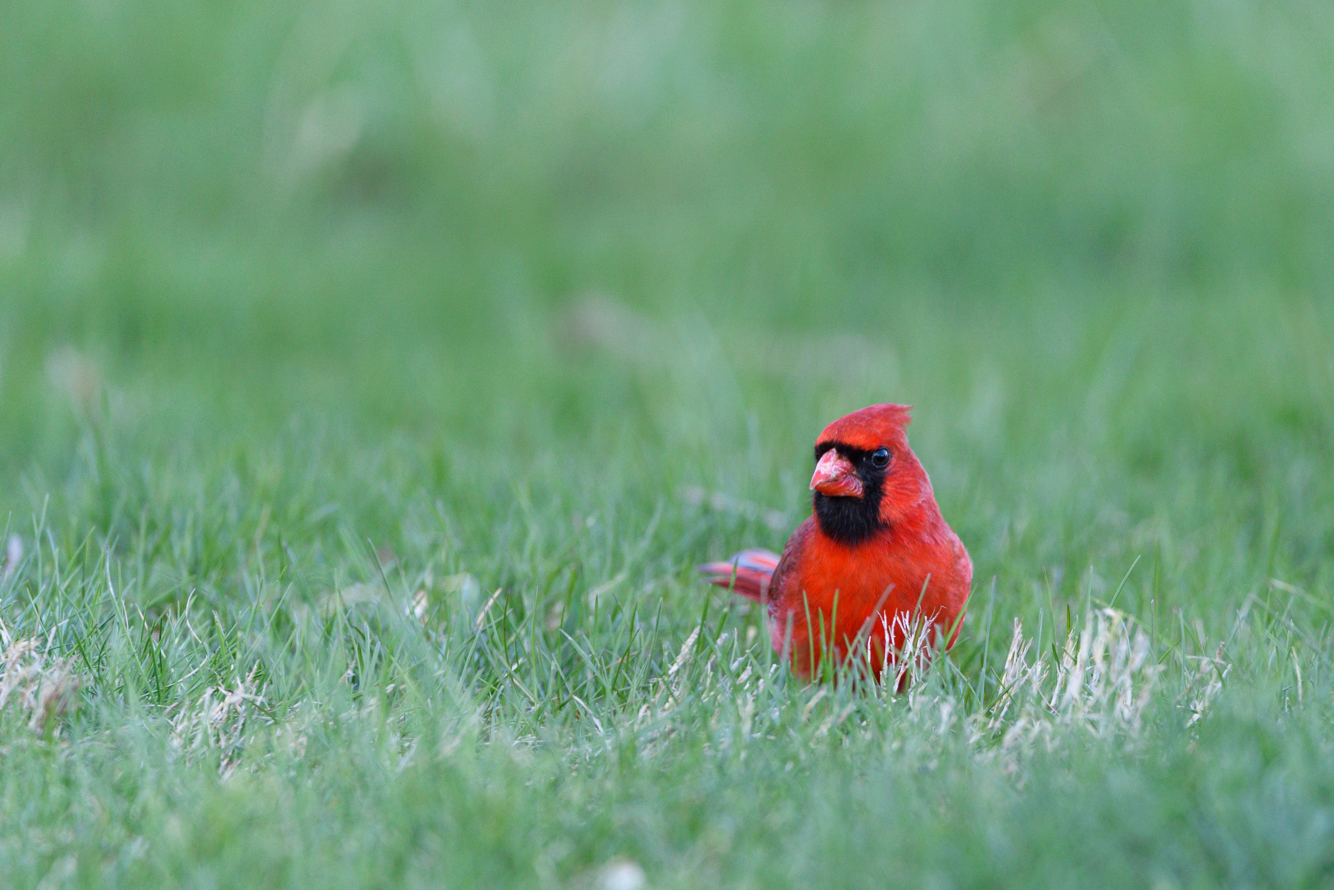 Bright red Northern Cardinal perched on green grass, showcasing vivid contrast.