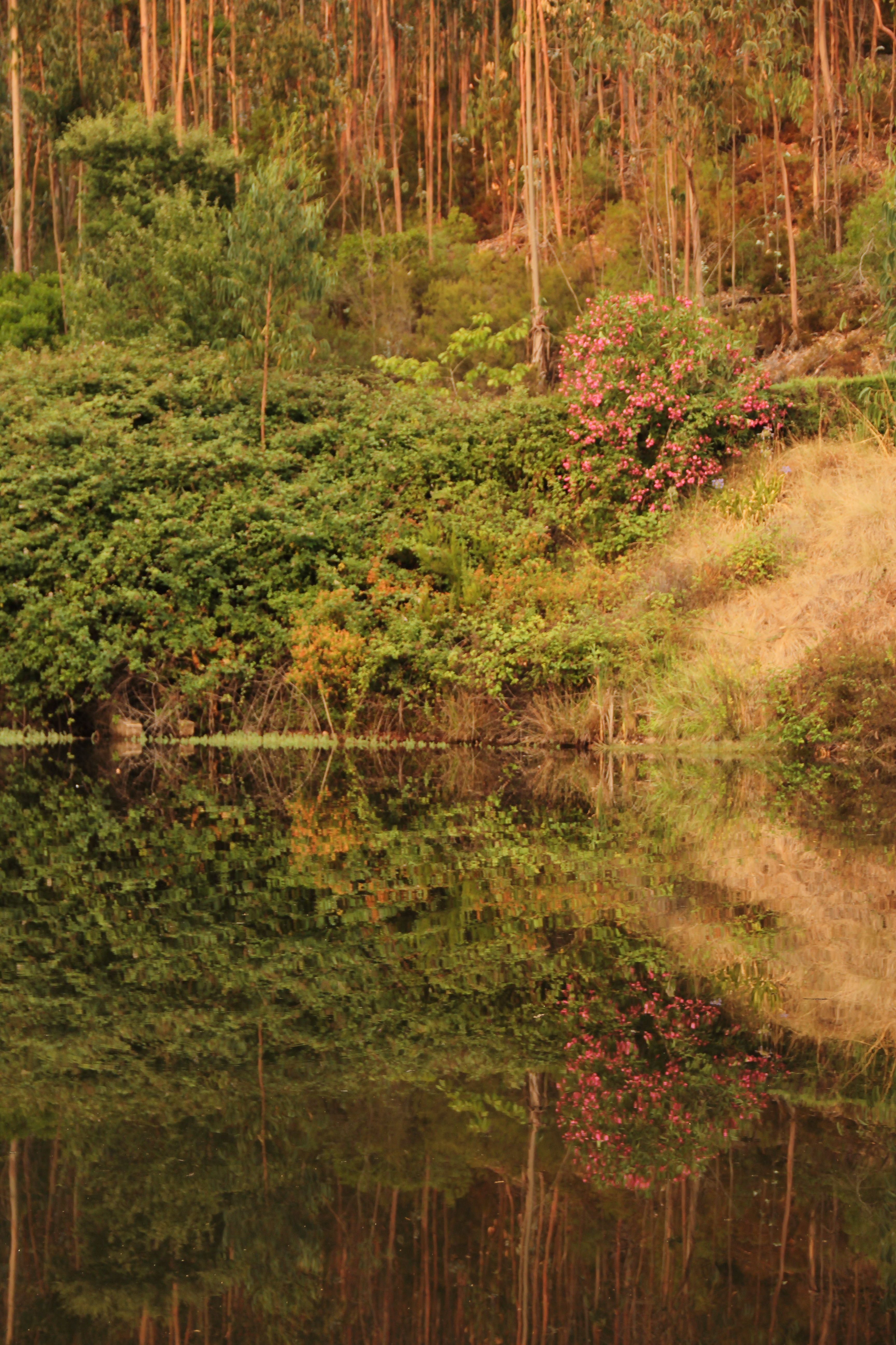 Serene Forest Reflection by a Tranquil Lake · Free Stock Photo