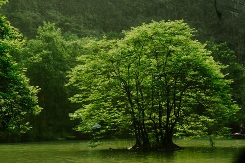 Free A vibrant green tree stands surrounded by calm water in a peaceful forest view. Stock Photo