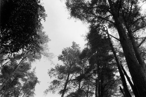 Free Cairn Wood Stock Photo