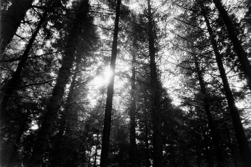 Free Cairn Wood Stock Photo