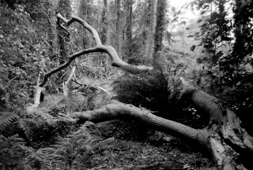Free Cairn Wood Stock Photo