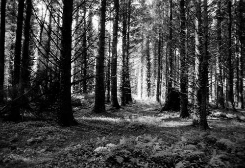 Free Cairn Wood Stock Photo