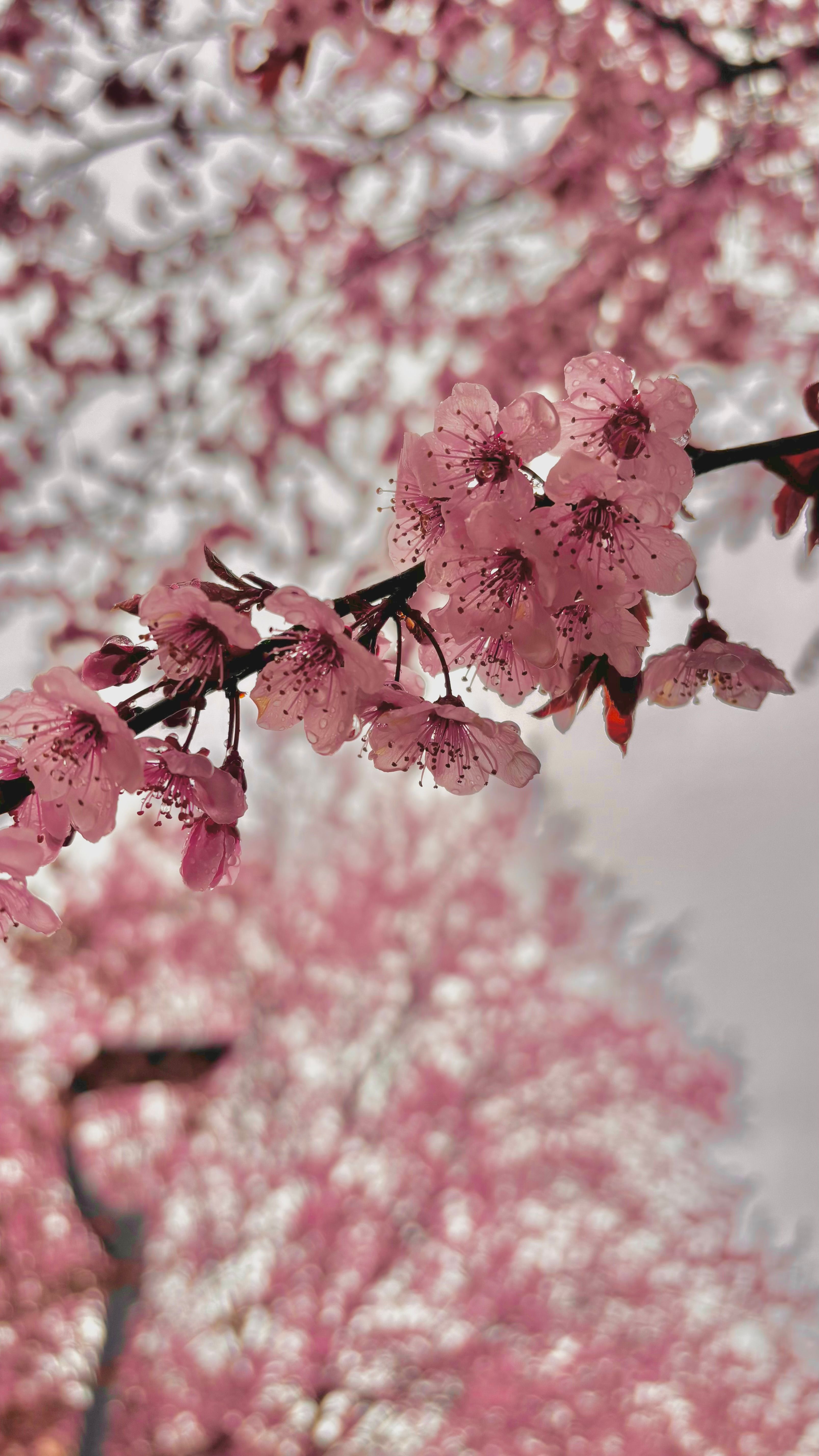 Pink Cherry Blossoms in Full Bloom Outdoors · Free Stock Photo
