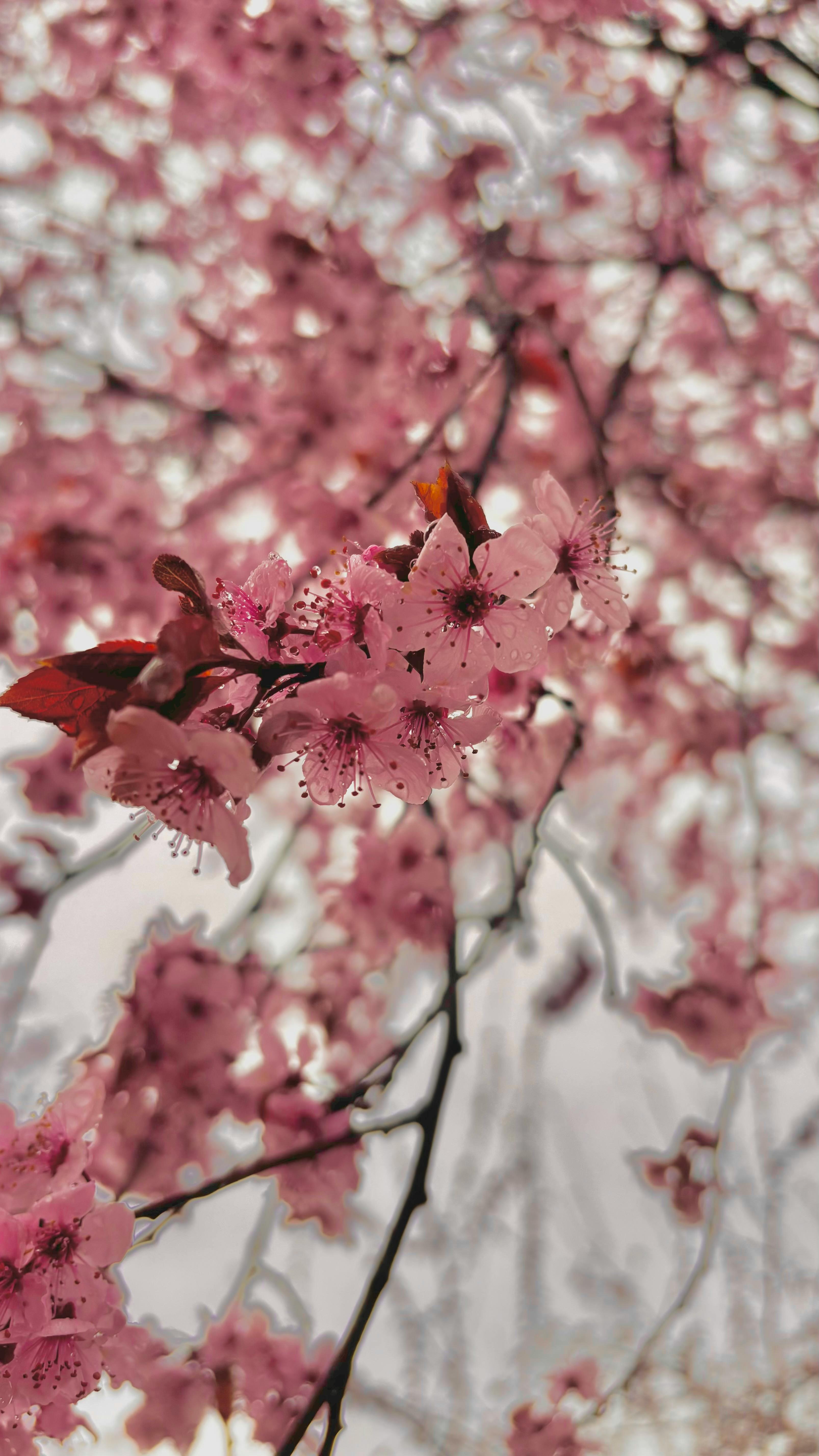 Close-up of pink cherry blossoms in full bloom during springtime outdoors.