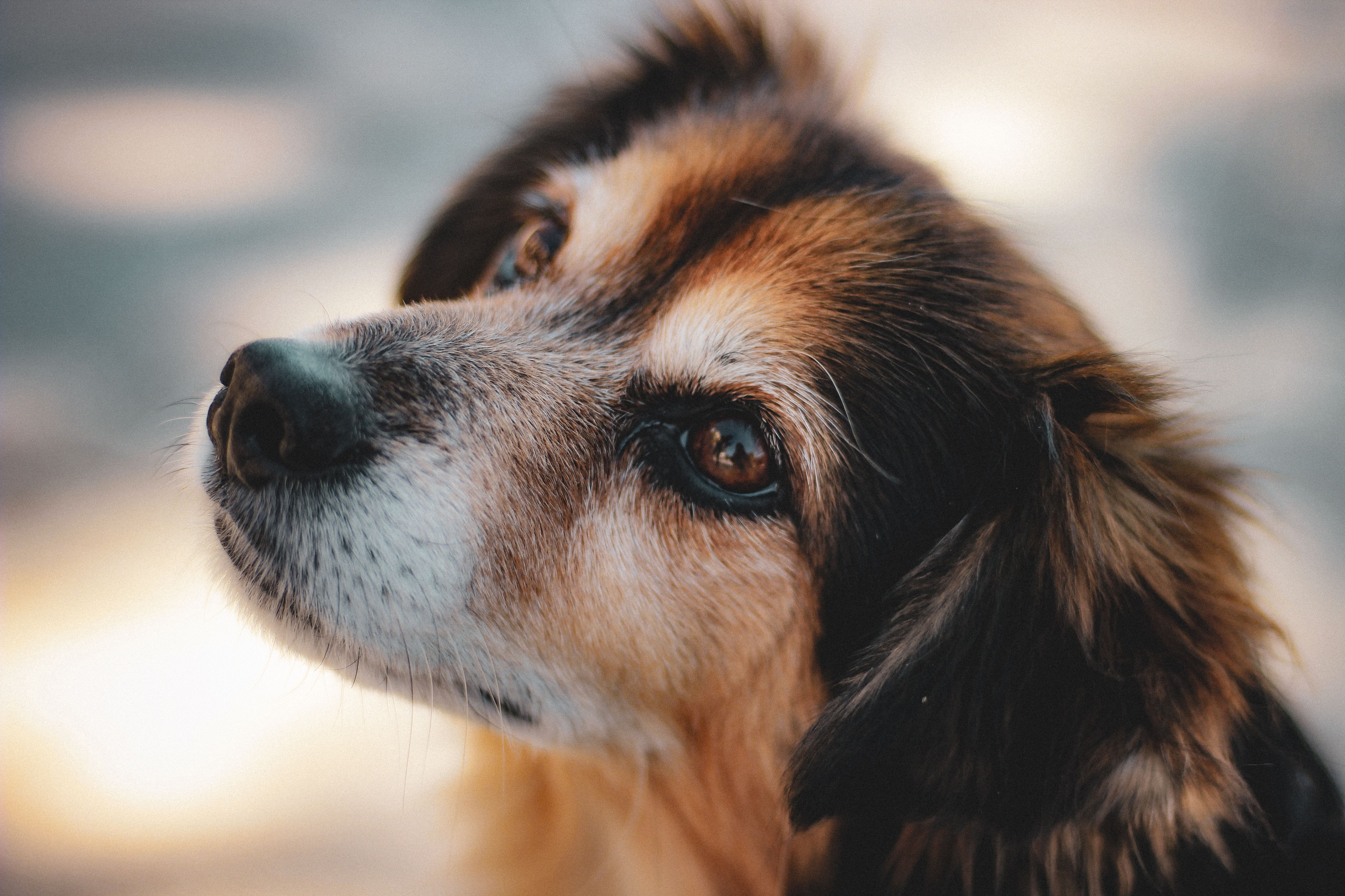 Cute Dog Portrait in Natural Light Outdoors · Free Stock Photo