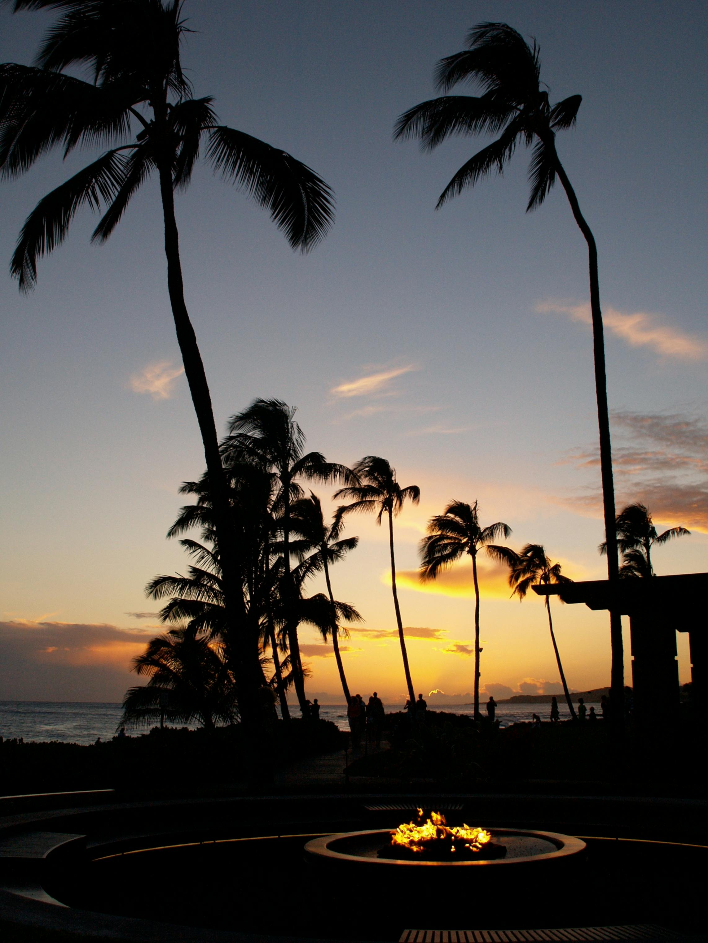 Silhouetted palm trees at a Hawaiian beach create a stunning sunset view.