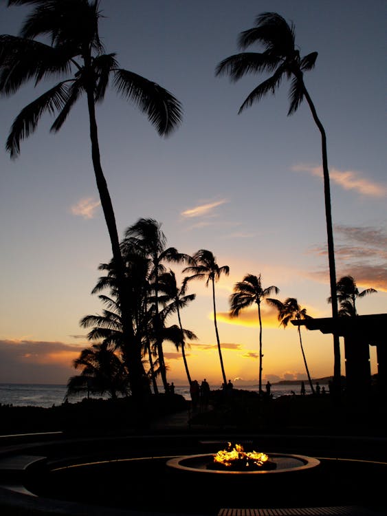 Silhouette Photo of Coconut Trees