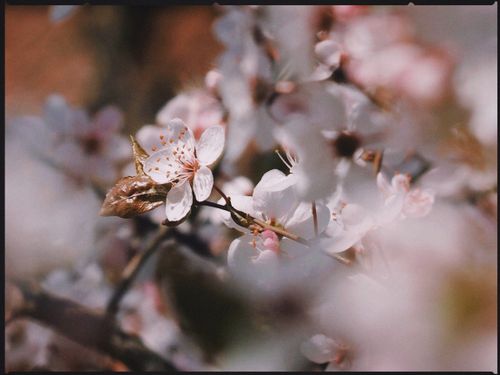 Free Close-up of beautiful cherry blossoms in full bloom capturing the essence of spring in Berlin. Stock Photo
