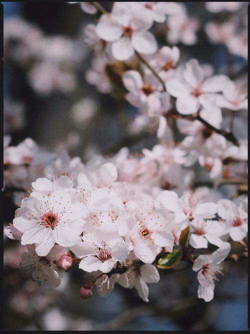 Free Beautiful cherry blossoms in full bloom during springtime in Berlin, Germany. Stock Photo
